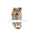 柴犬family皇治号（個別スタンプ：7）