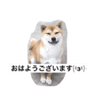 柴犬family皇治号（個別スタンプ：8）