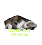 会話で使う言葉集（個別スタンプ：8）