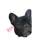 Bulldog AF（個別スタンプ：2）