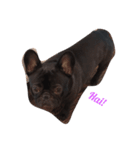 Bulldog AF（個別スタンプ：3）