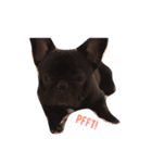 Bulldog AF（個別スタンプ：4）