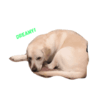 Bulldog AF（個別スタンプ：5）