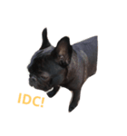 Bulldog AF（個別スタンプ：7）