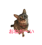 ゆるトム（個別スタンプ：1）