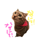 ゆるトム（個別スタンプ：6）