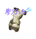ゆるトム（個別スタンプ：7）