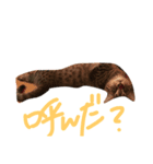 ゆるトム（個別スタンプ：8）
