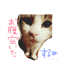 ホタルポポ（個別スタンプ：1）