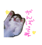 ホタルポポ（個別スタンプ：5）