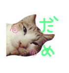 ホタルポポ（個別スタンプ：9）