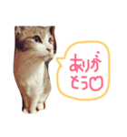 ホタルポポ（個別スタンプ：12）