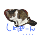 ホタルポポ（個別スタンプ：13）