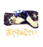 ホタルポポ（個別スタンプ：15）