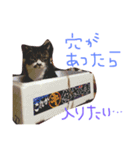 ホタルポポ（個別スタンプ：16）
