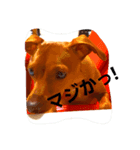 minipinlove（個別スタンプ：1）