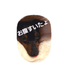 minipinlove（個別スタンプ：7）