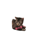gray cat cute cat（個別スタンプ：1）