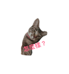 gray cat cute cat（個別スタンプ：2）