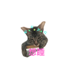 gray cat cute cat（個別スタンプ：3）