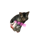 gray cat cute cat（個別スタンプ：4）