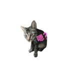 gray cat cute cat（個別スタンプ：5）