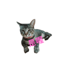 gray cat cute cat（個別スタンプ：6）