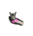 gray cat cute cat（個別スタンプ：7）