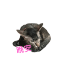 gray cat cute cat（個別スタンプ：8）