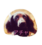 マロ、くり、あん。ハングルで挨拶など。（個別スタンプ：3）
