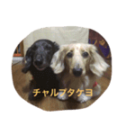 マロ、くり、あん。ハングルで挨拶など。（個別スタンプ：4）