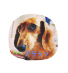 マロ、くり、あん。ハングルで挨拶など。（個別スタンプ：5）