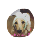 マロ、くり、あん。ハングルで挨拶など。（個別スタンプ：7）