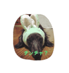 マロ、くり、あん。ハングルで挨拶など。（個別スタンプ：8）