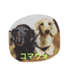 マロ、くり、あん。ハングルで挨拶など。（個別スタンプ：9）