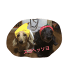 マロ、くり、あん。ハングルで挨拶など。（個別スタンプ：11）