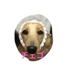 マロ、くり、あん。ハングルで挨拶など。（個別スタンプ：12）