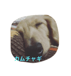 マロ、くり、あん。ハングルで挨拶など。（個別スタンプ：15）