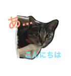 らいにゃん（個別スタンプ：2）