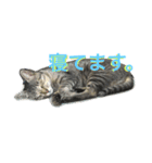 らいにゃん（個別スタンプ：4）