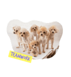 Eight Dogs -2015/2016-（個別スタンプ：1）