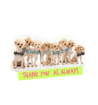 Eight Dogs -2015/2016-（個別スタンプ：5）