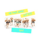 Eight Dogs -2015/2016-（個別スタンプ：6）