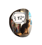 世界一、スーパーかわいい猫、キリ(韓国語)（個別スタンプ：1）