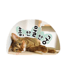 世界一、スーパーかわいい猫、キリ(韓国語)（個別スタンプ：17）