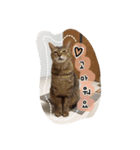 世界一、スーパーかわいい猫、キリ(韓国語)（個別スタンプ：21）