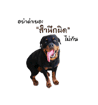 Rottweiler Thailand（個別スタンプ：1）