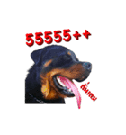 Rottweiler Thailand（個別スタンプ：3）