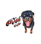 Rottweiler Thailand（個別スタンプ：4）