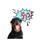 Rottweiler Thailand（個別スタンプ：5）